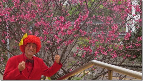 IMG_0435桜とアフロ松田